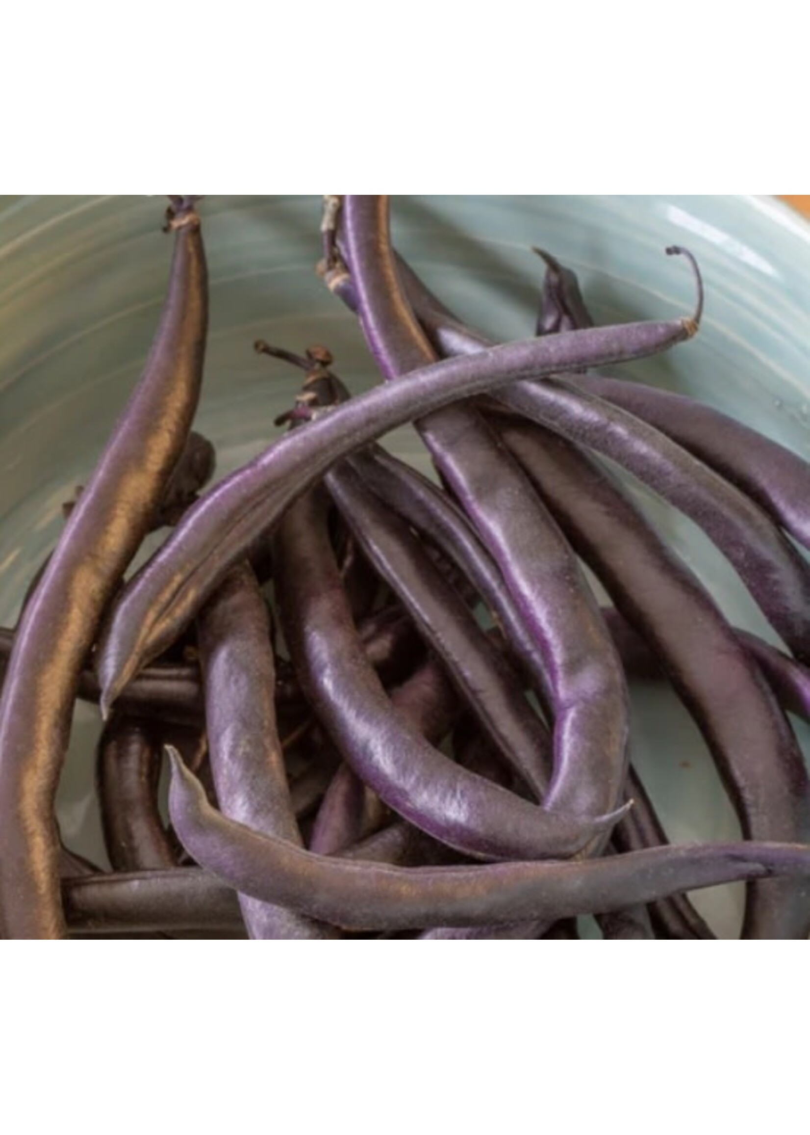 WestCoast Seeds Purple Queen Improved Beans