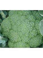 WestCoast Seeds Green Magic F1 Broccoli