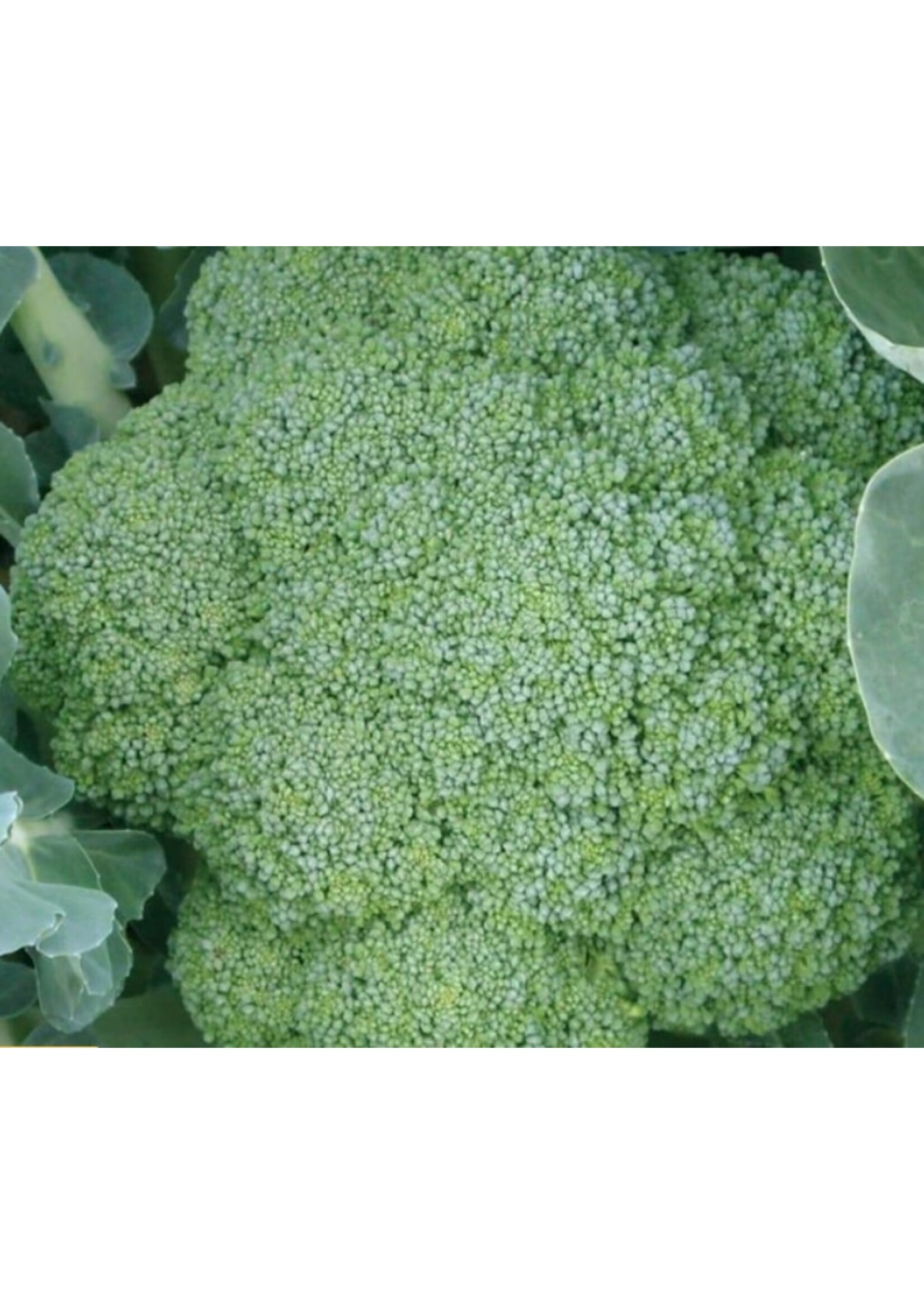 WestCoast Seeds Green Magic F1 Broccoli