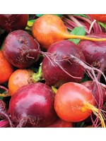 WestCoast Seeds Beet Blend