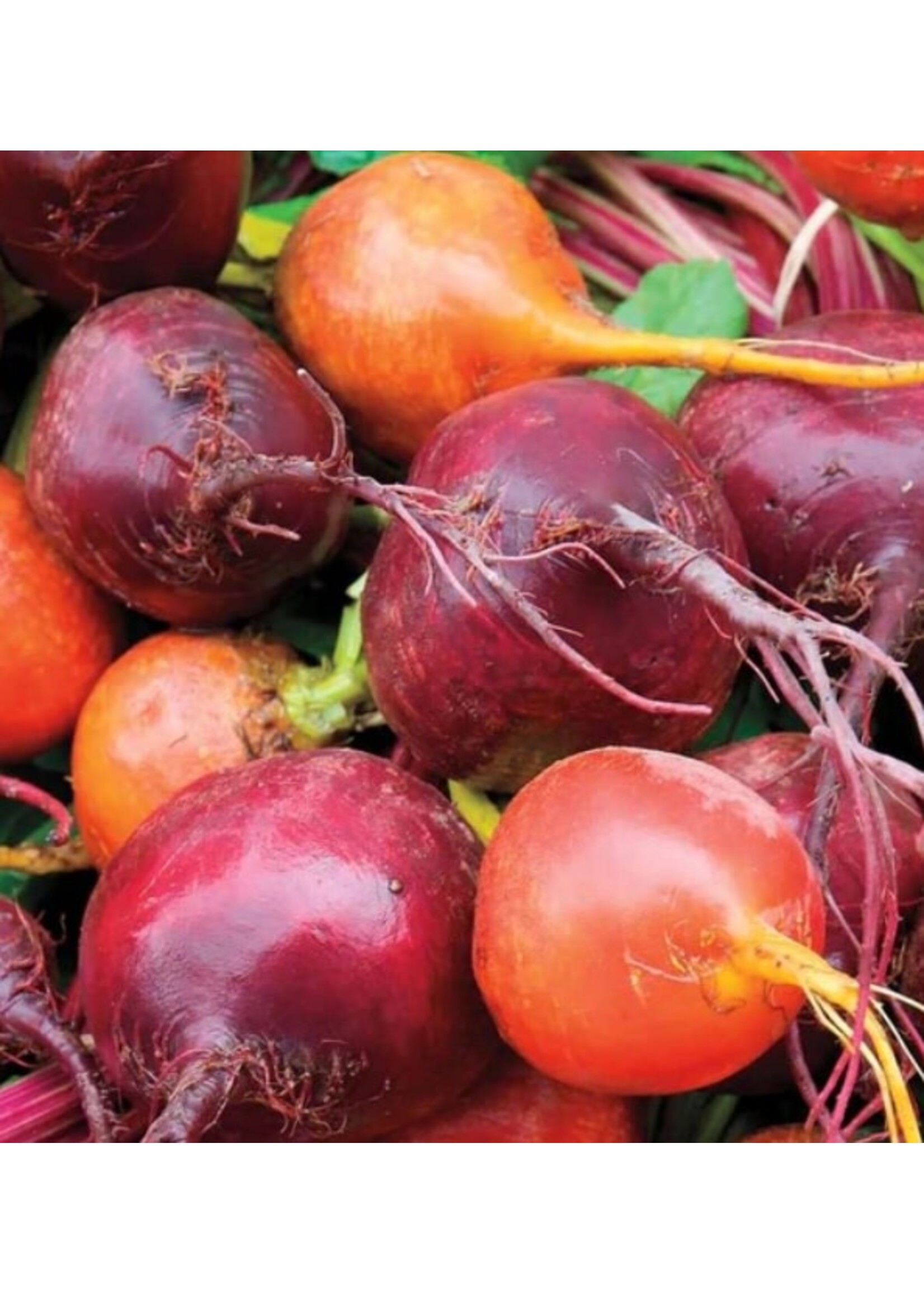 WestCoast Seeds Beet Blend