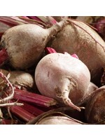WestCoast Seeds Detroit Supreme Beet