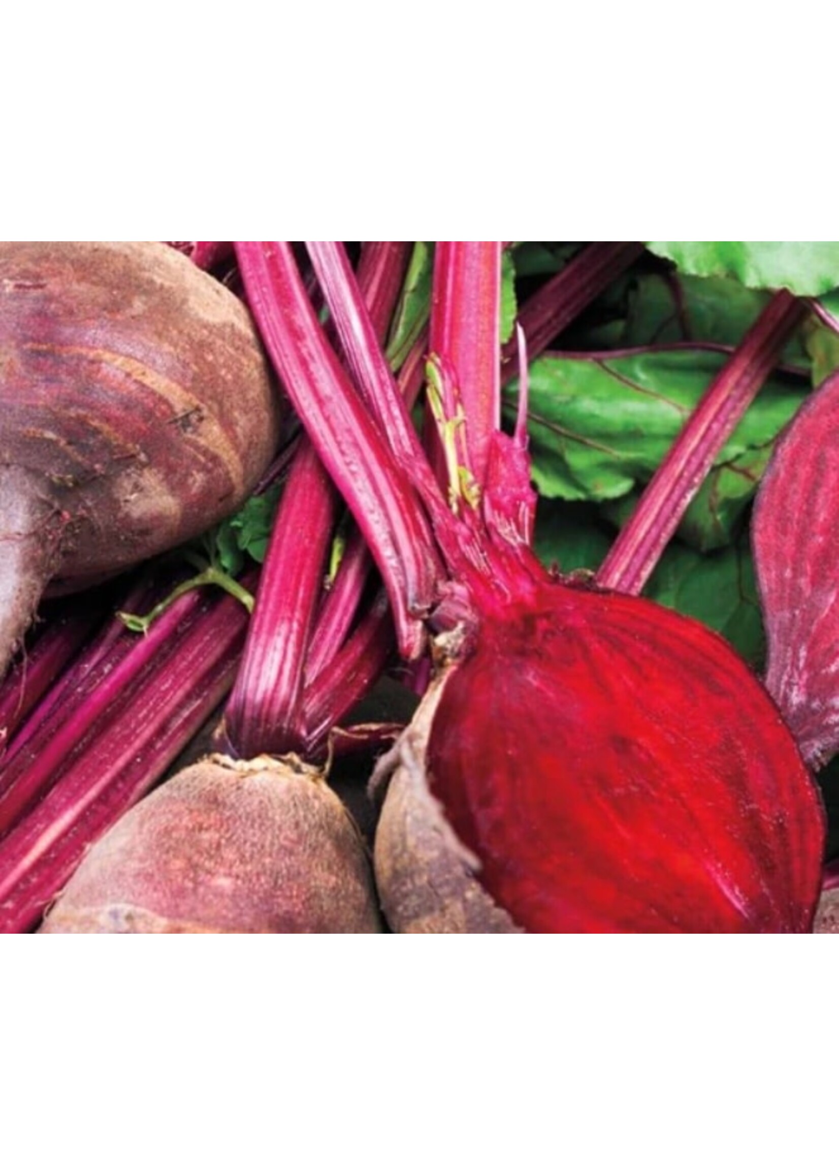 WestCoast Seeds Detroit Supreme Beet