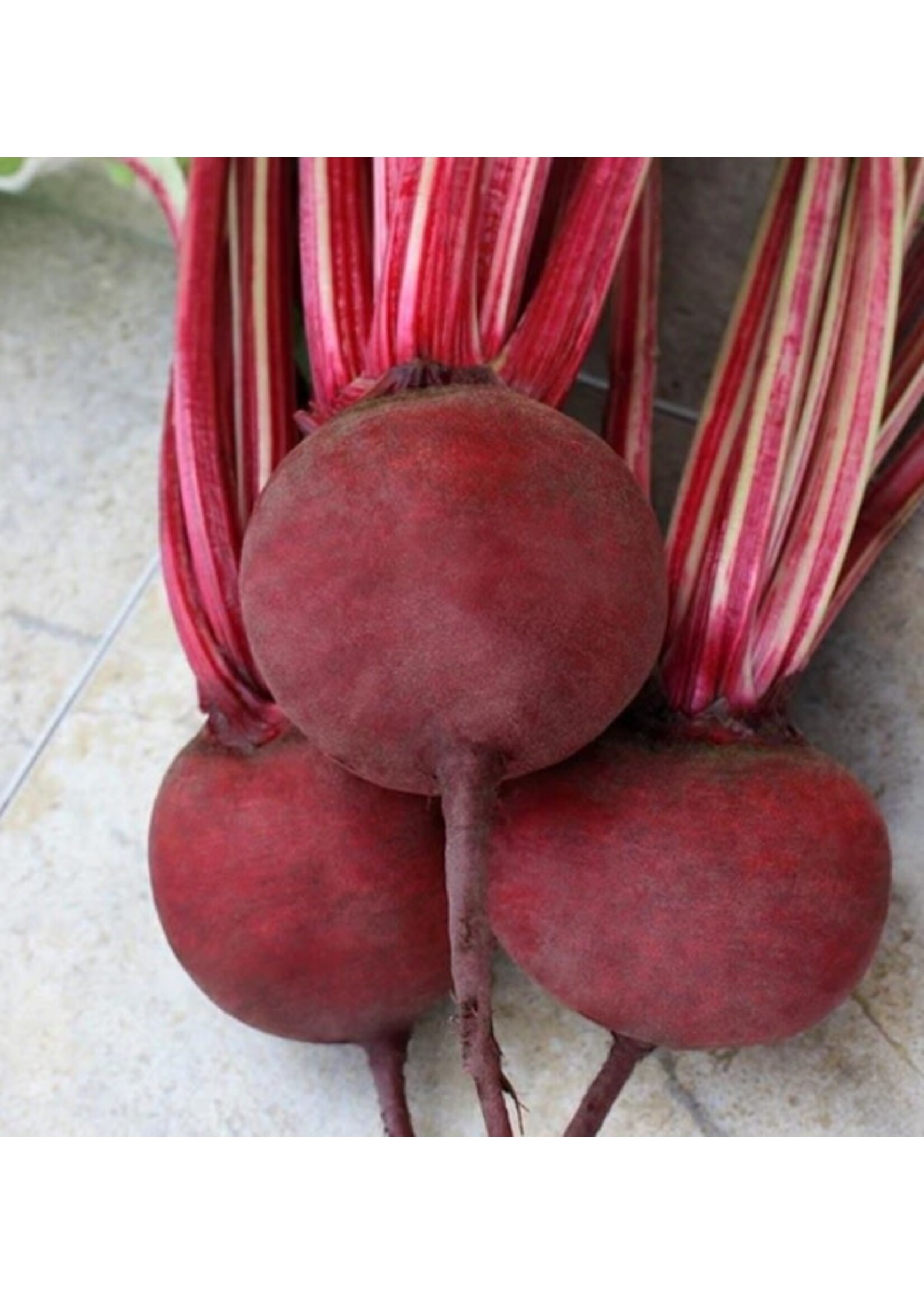 WestCoast Seeds Detroit Supreme Beet