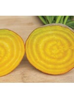 WestCoast Seeds Touchstone Gold Beet