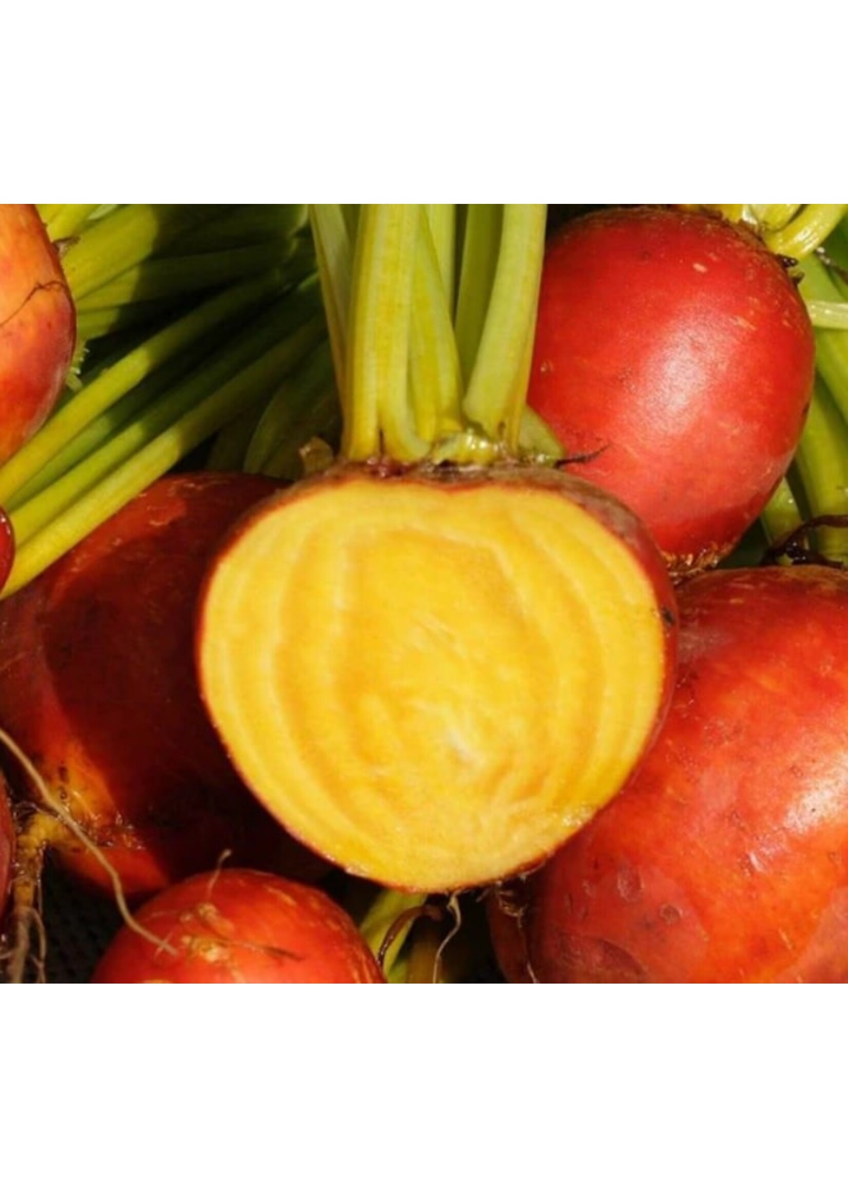 WestCoast Seeds Touchstone Gold Beet