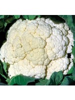WestCoast Seeds Amazing Cauliflower