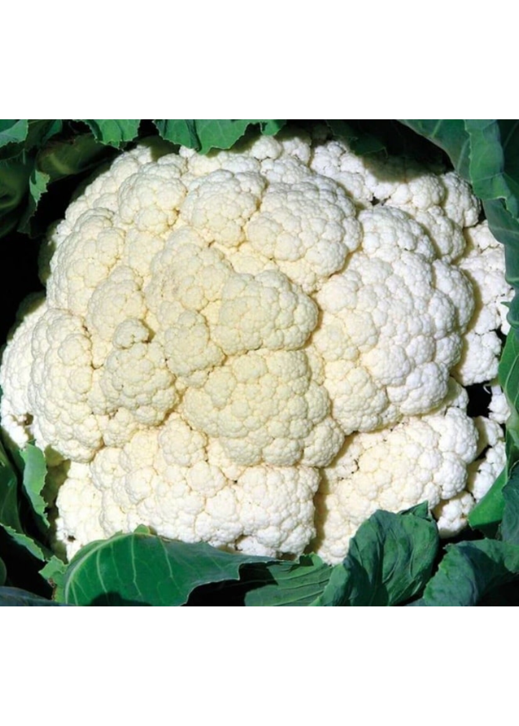 WestCoast Seeds Amazing Cauliflower