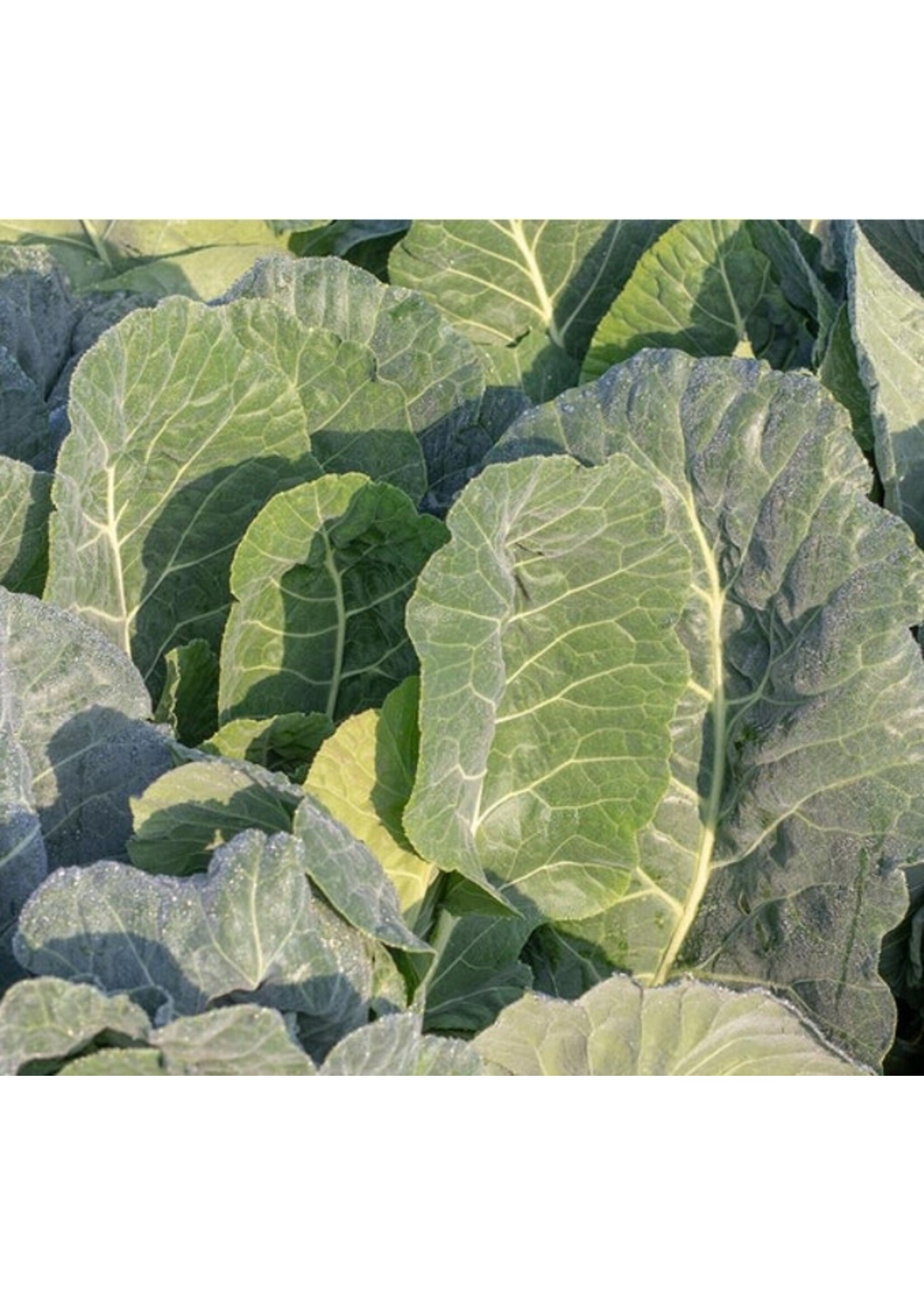 WestCoast Seeds Collards Top Bunch 2.0