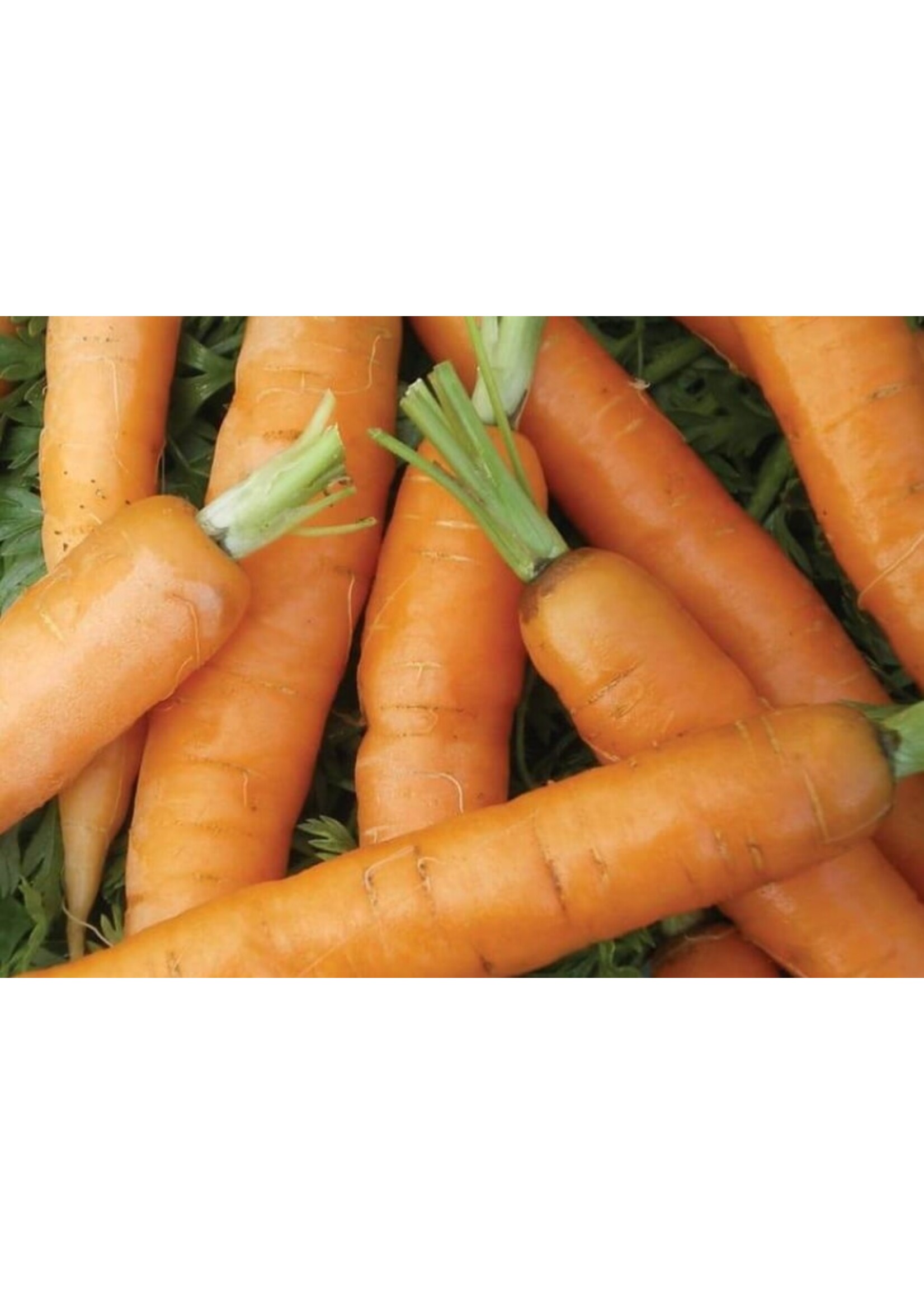 WestCoast Seeds Carrots Little Fingers