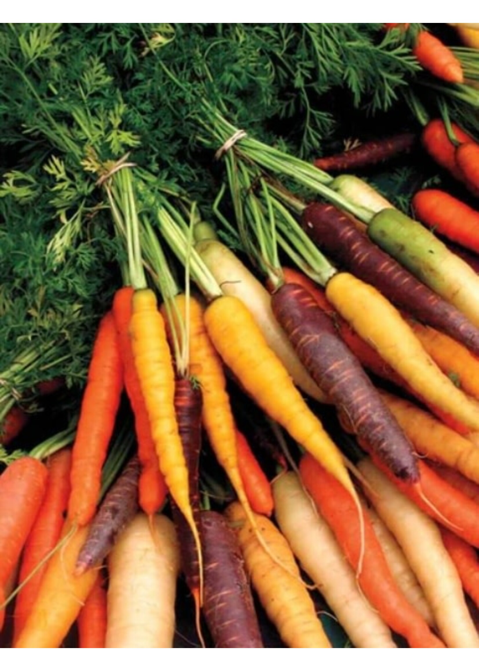 WestCoast Seeds Carrot Rainbow Blend