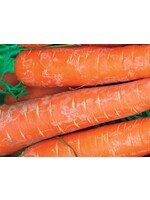 WestCoast Seeds Carrot Bolero