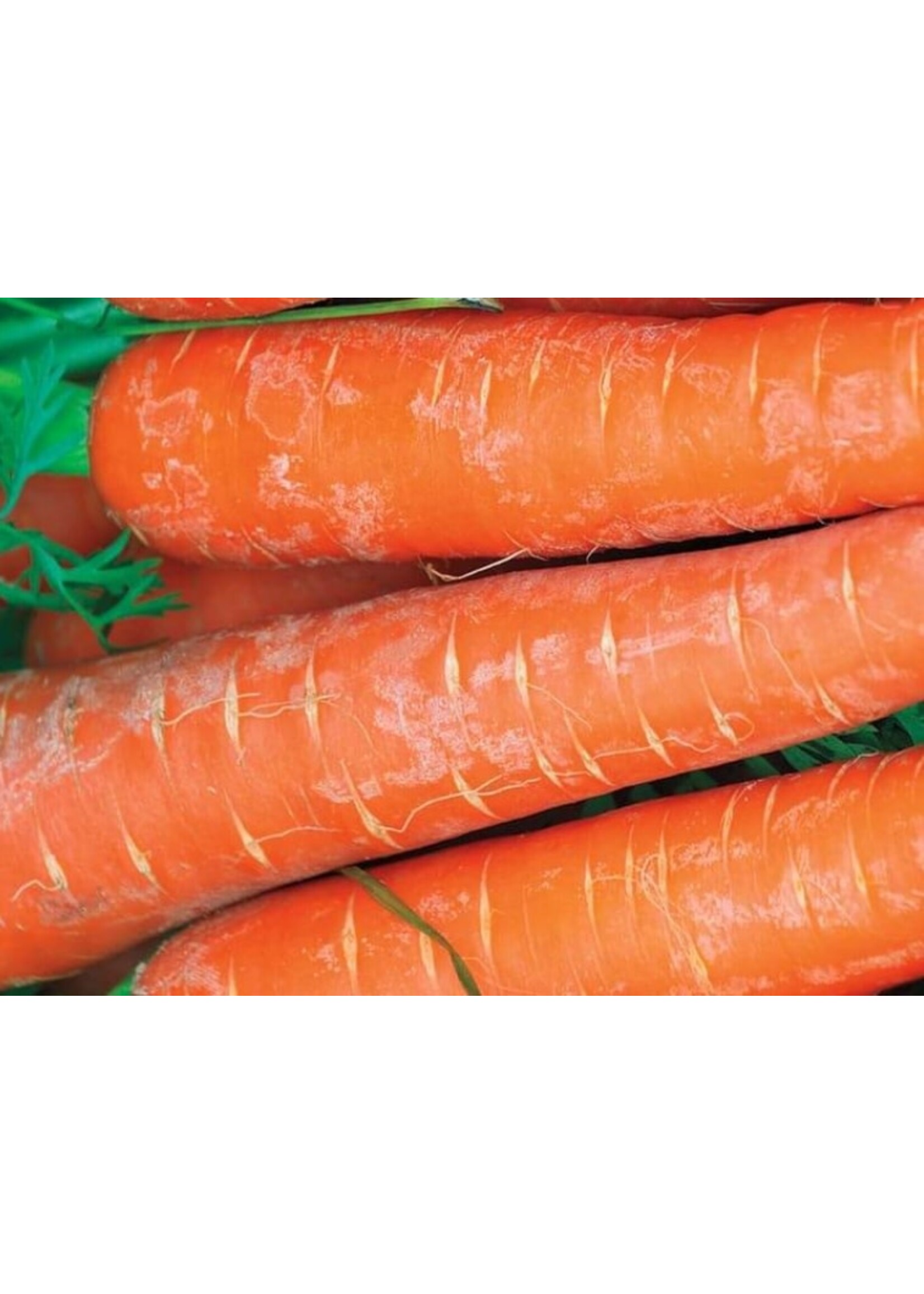 WestCoast Seeds Carrot Bolero