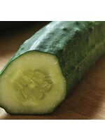 WestCoast Seeds Cucumber Patio Snacker F1