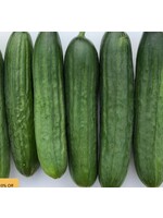 WestCoast Seeds Cucumber Manny F1