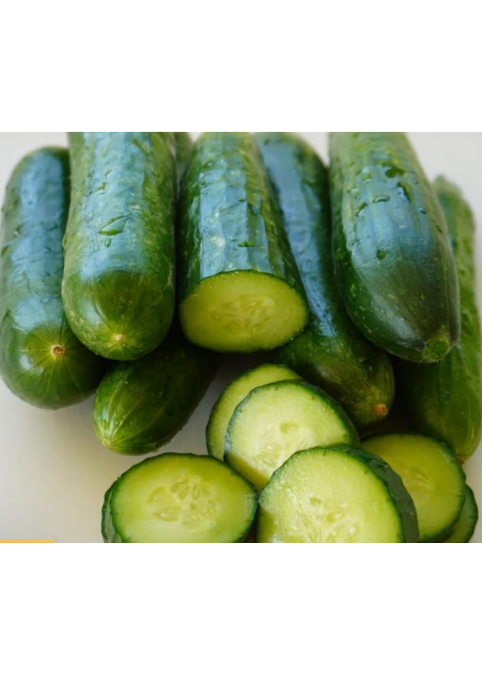 WestCoast Seeds Cucumber Manny F1