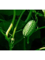 WestCoast Seeds Cucumber Cucamelon