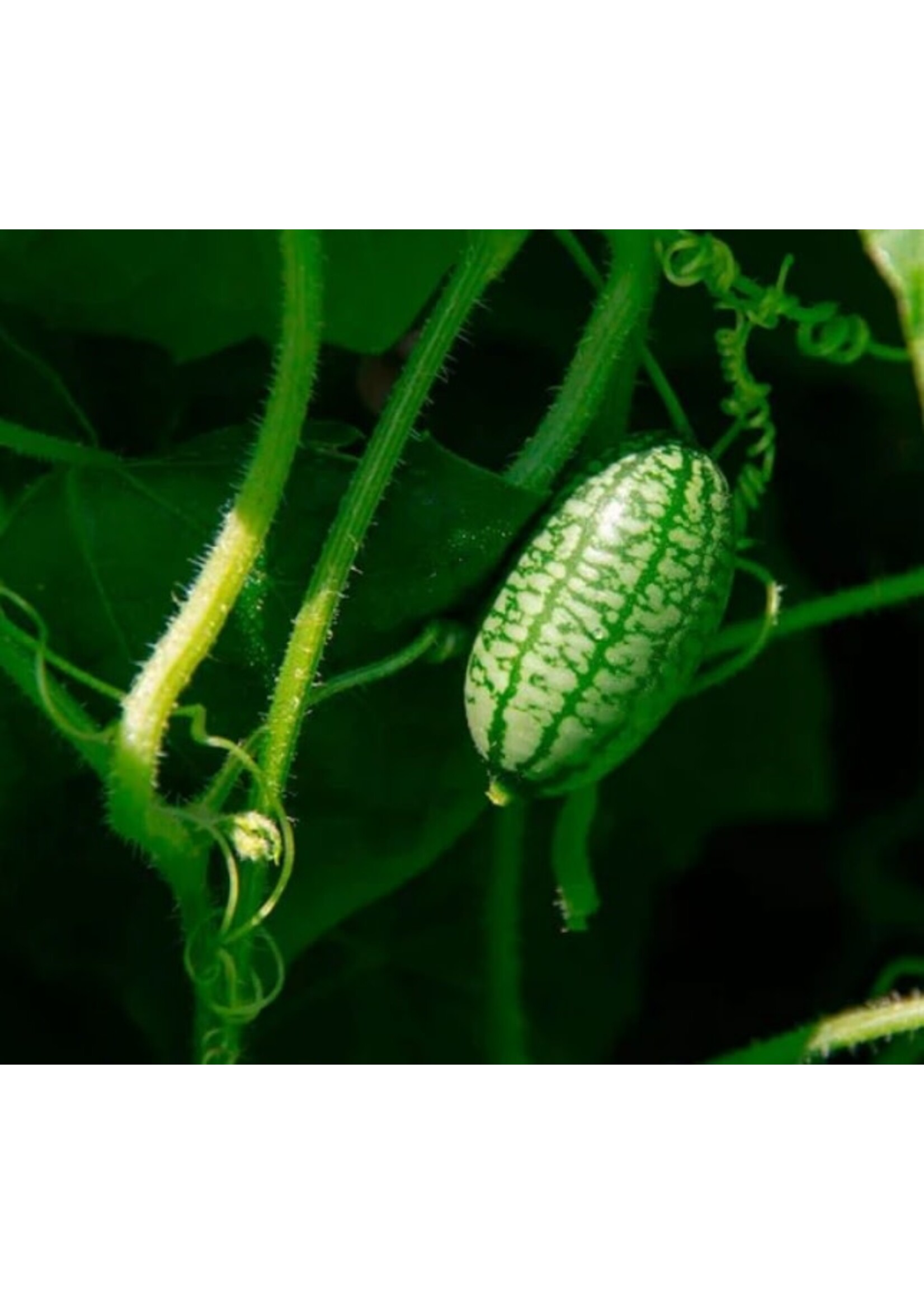 WestCoast Seeds Cucumber Cucamelon