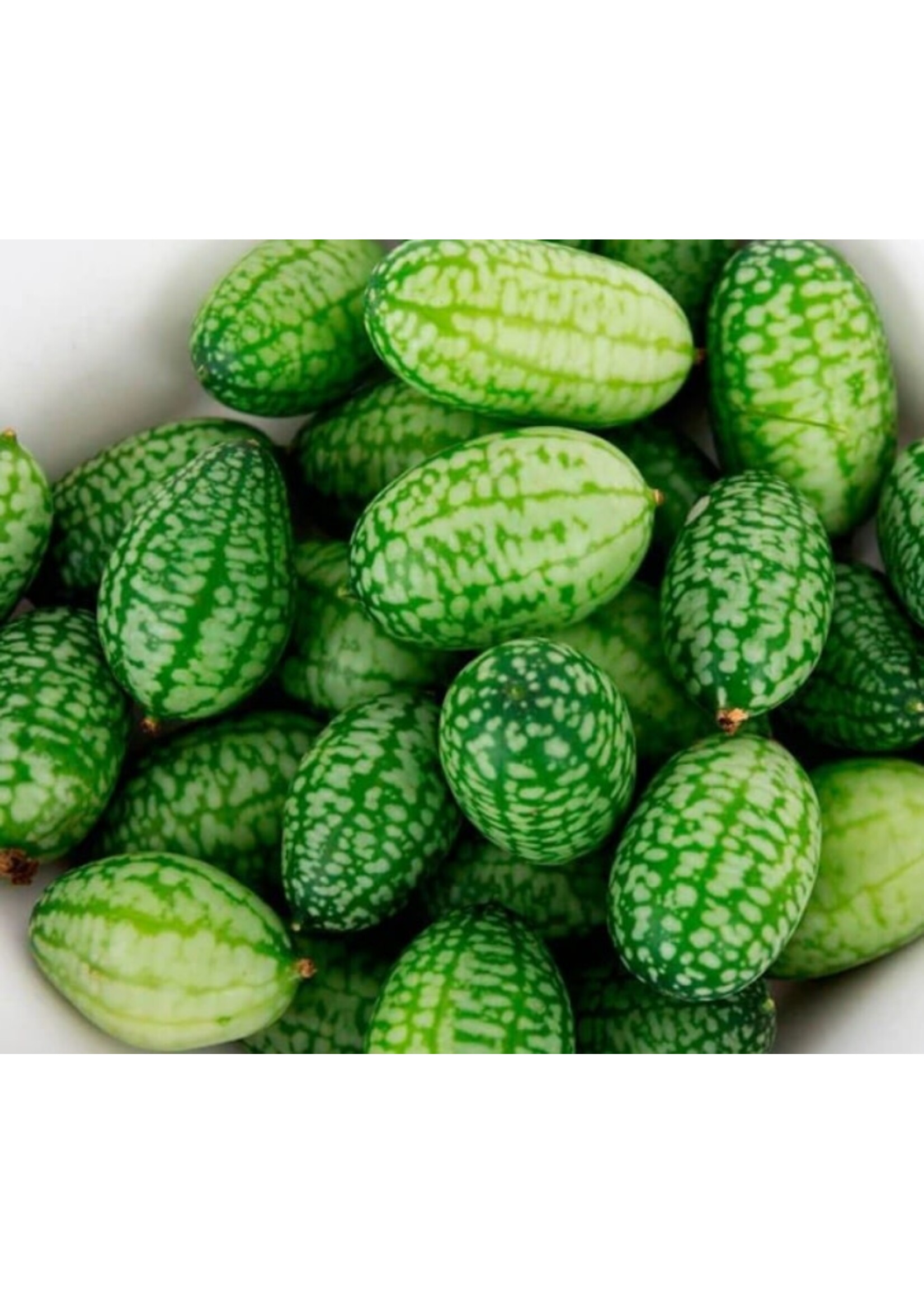 WestCoast Seeds Cucumber Cucamelon