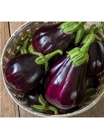 WestCoast Seeds Eggplant Black Beauty Organic