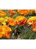 WestCoast Seeds Brocade Marigold