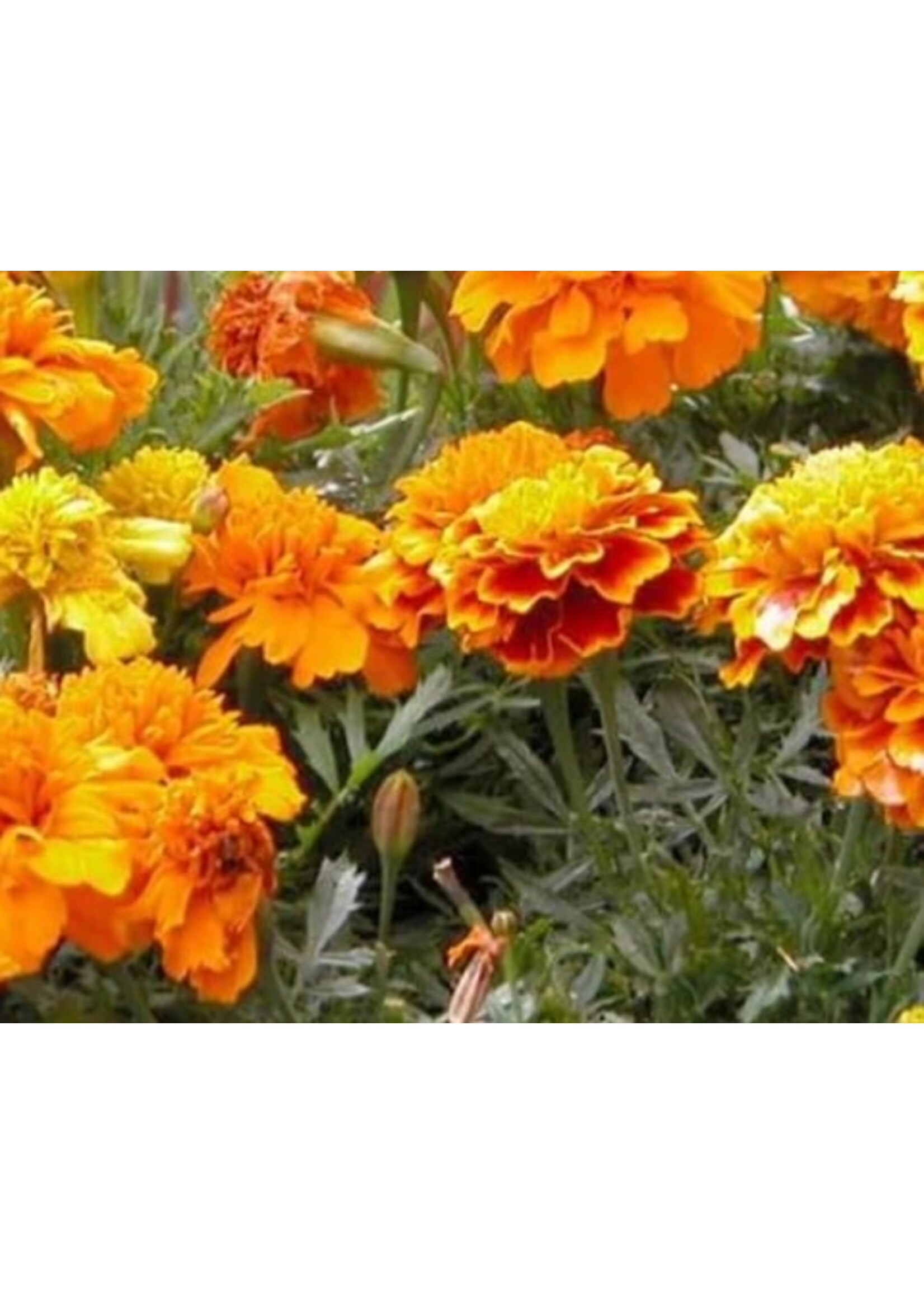 WestCoast Seeds Brocade Marigold
