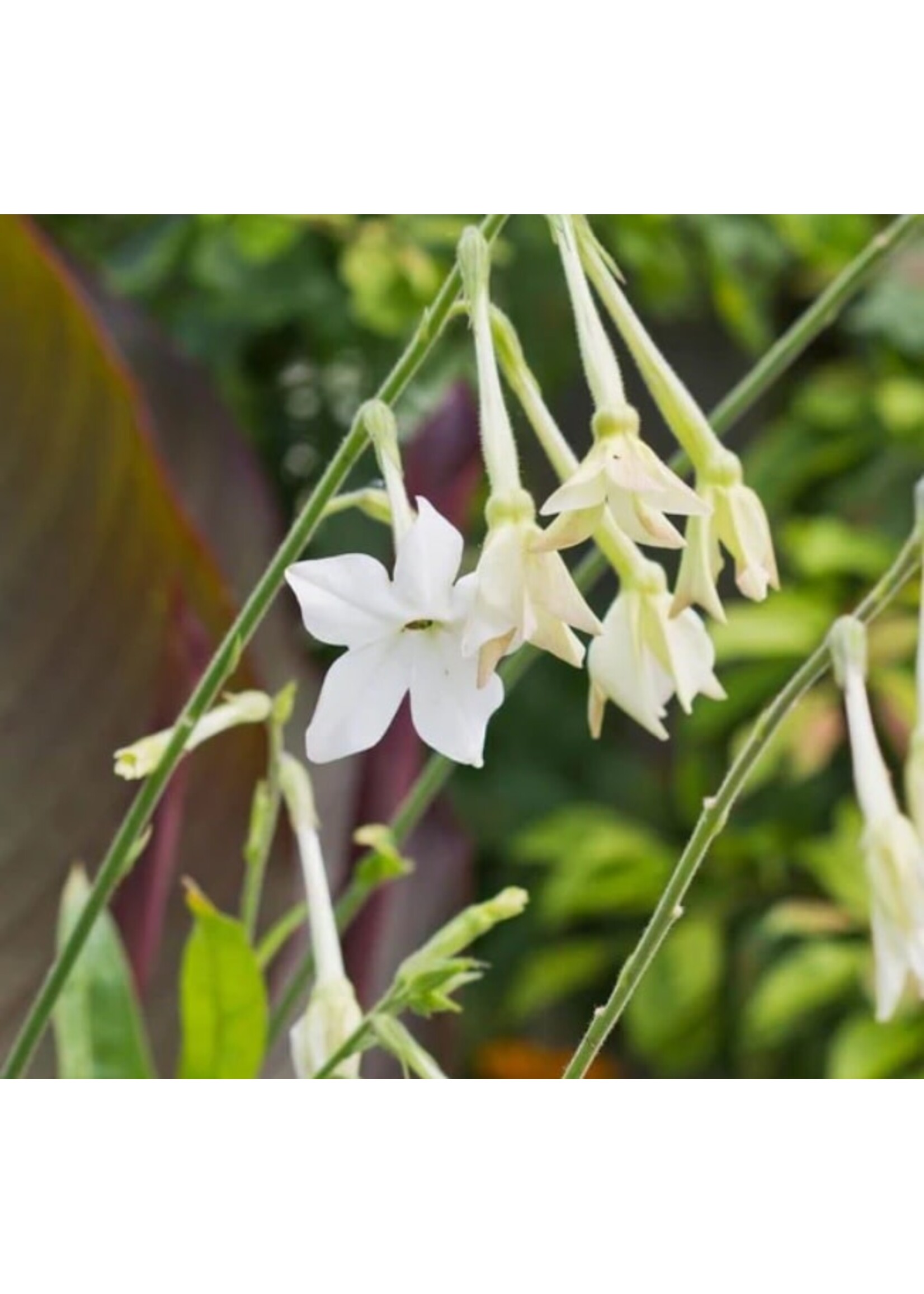 WestCoast Seeds Jasmine Tobacco