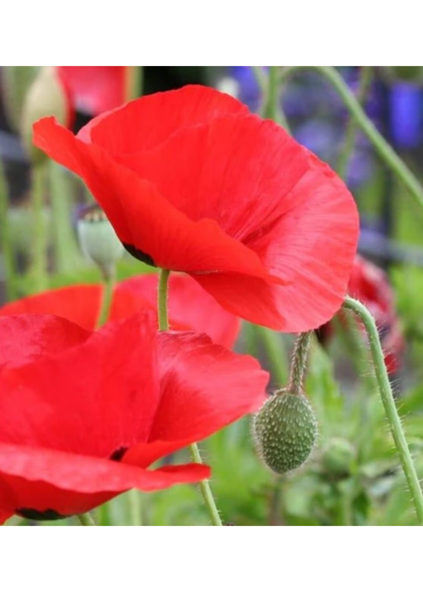WestCoast Seeds Flanders Poppy