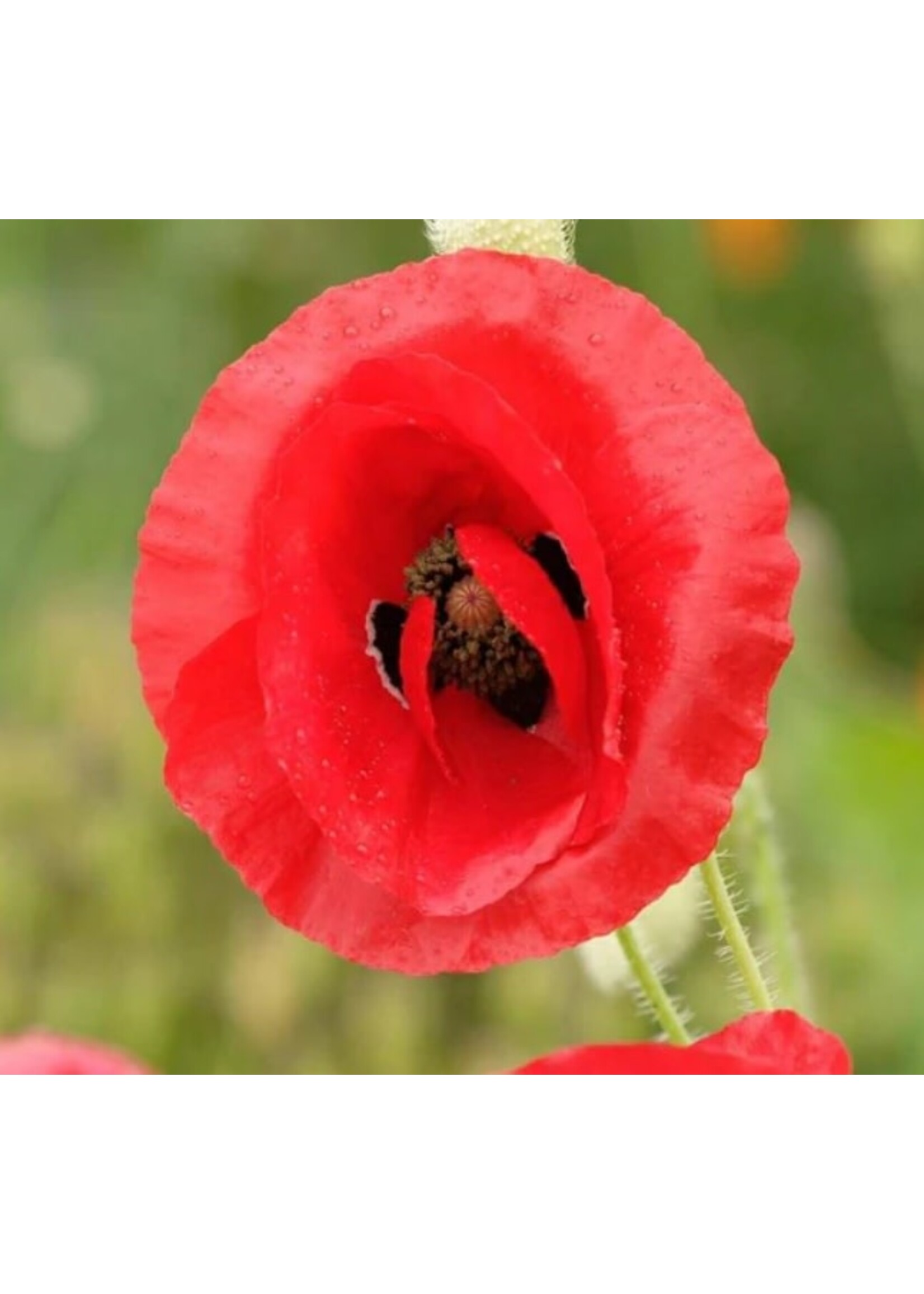 WestCoast Seeds Flanders Poppy