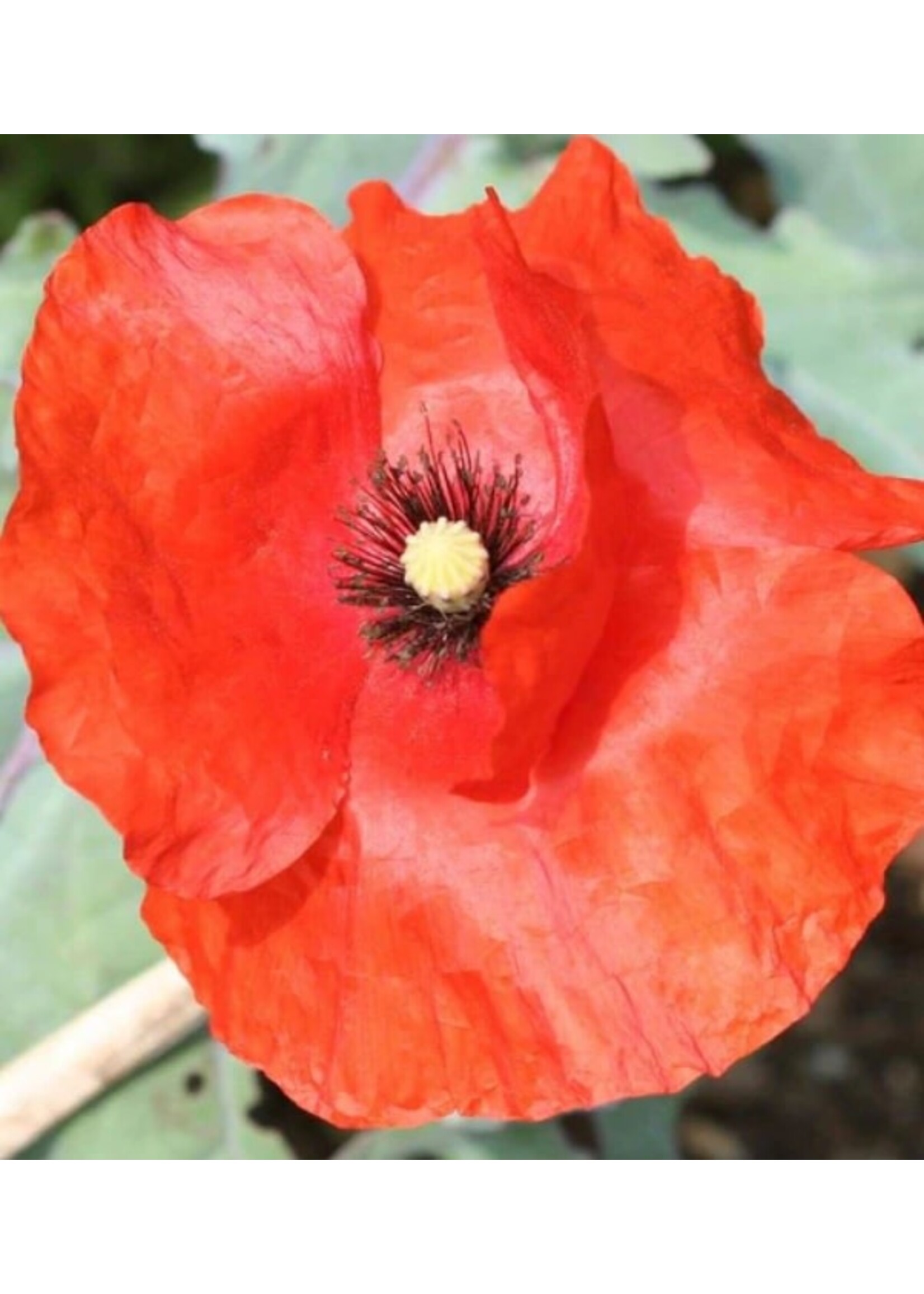 WestCoast Seeds Flanders Poppy