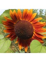 WestCoast Seeds Sunflower Velvet Queen