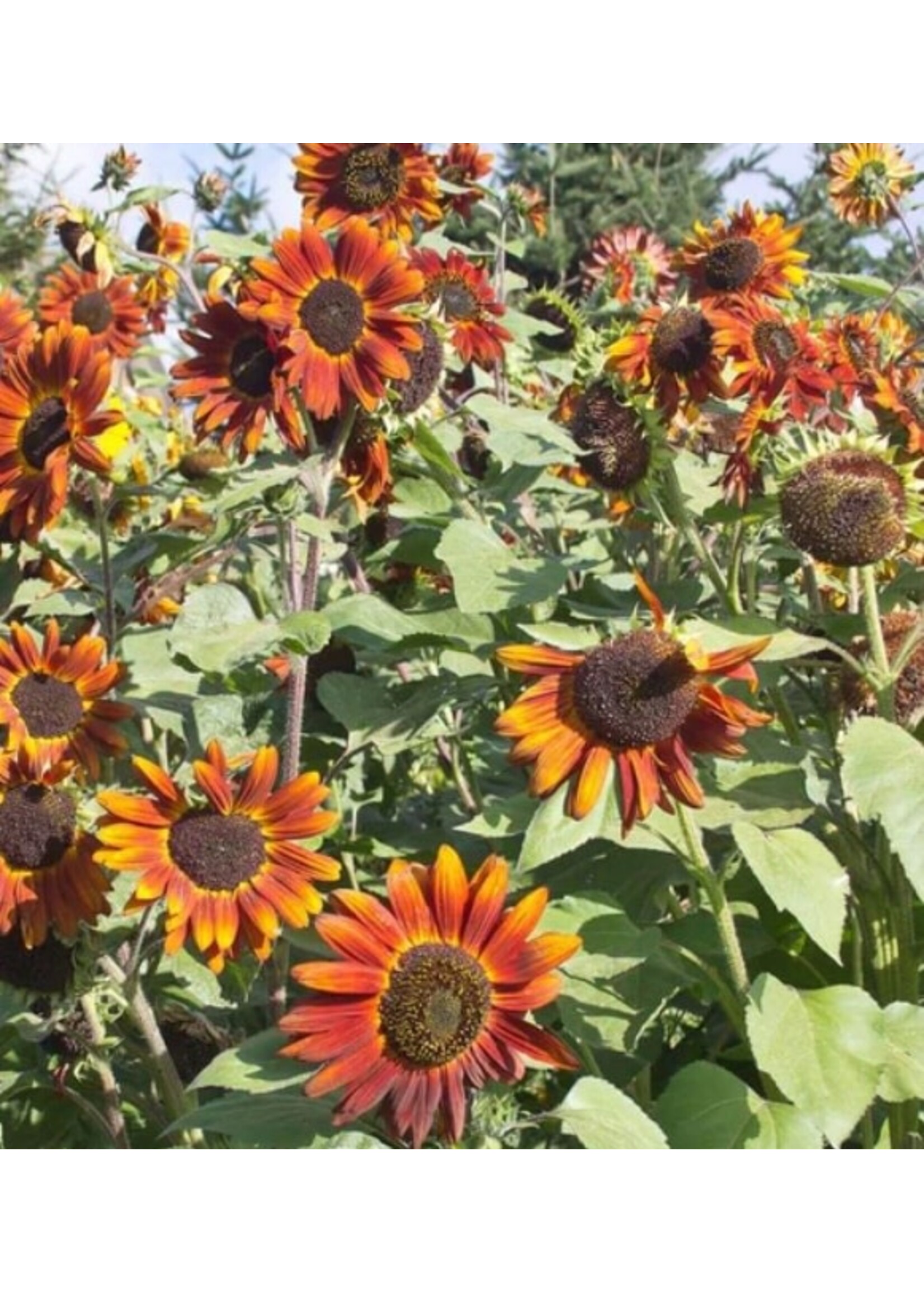 WestCoast Seeds Sunflower Velvet Queen