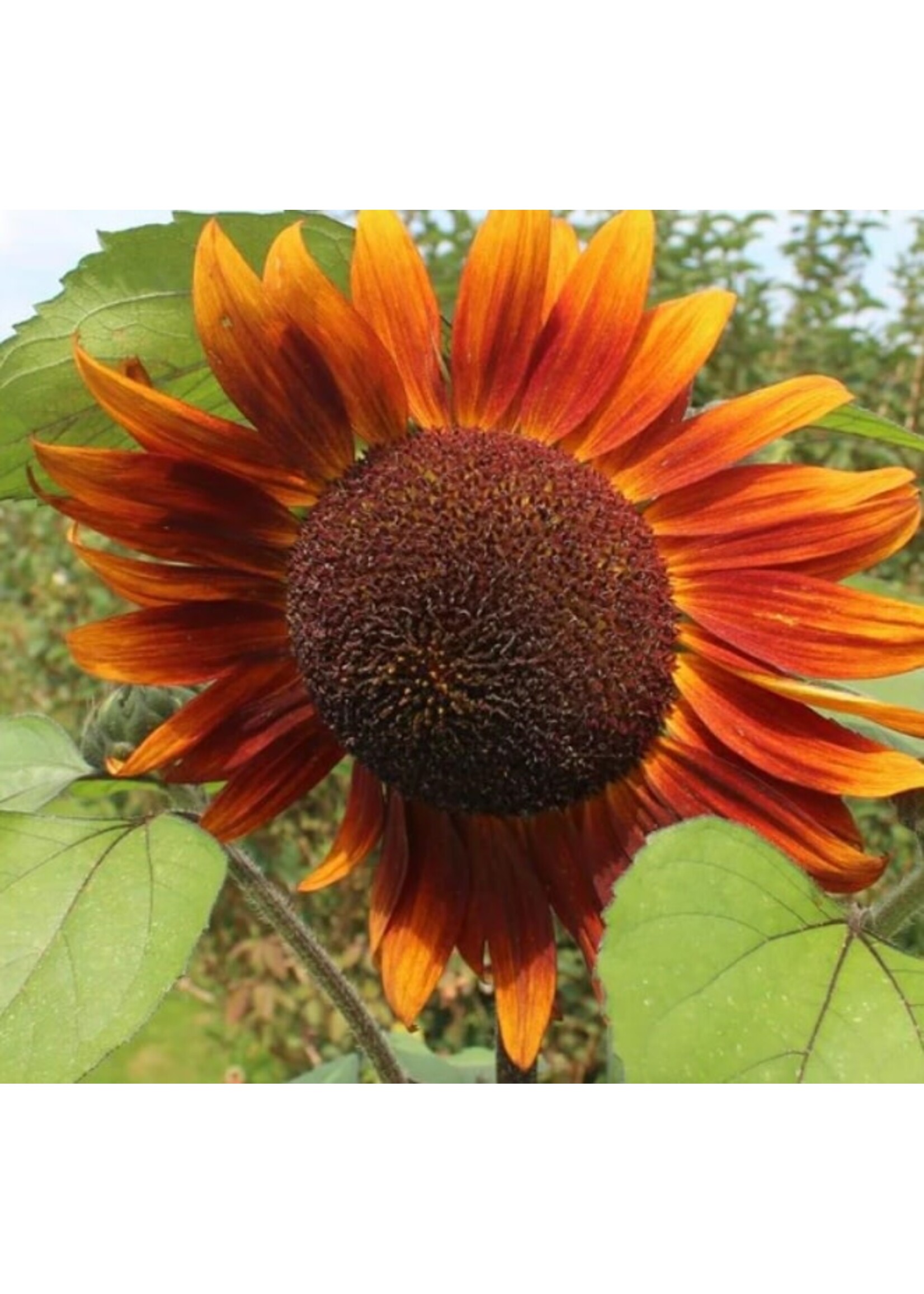 WestCoast Seeds Sunflower Velvet Queen