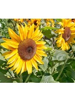 WestCoast Seeds Sunflower Peredovik Organic