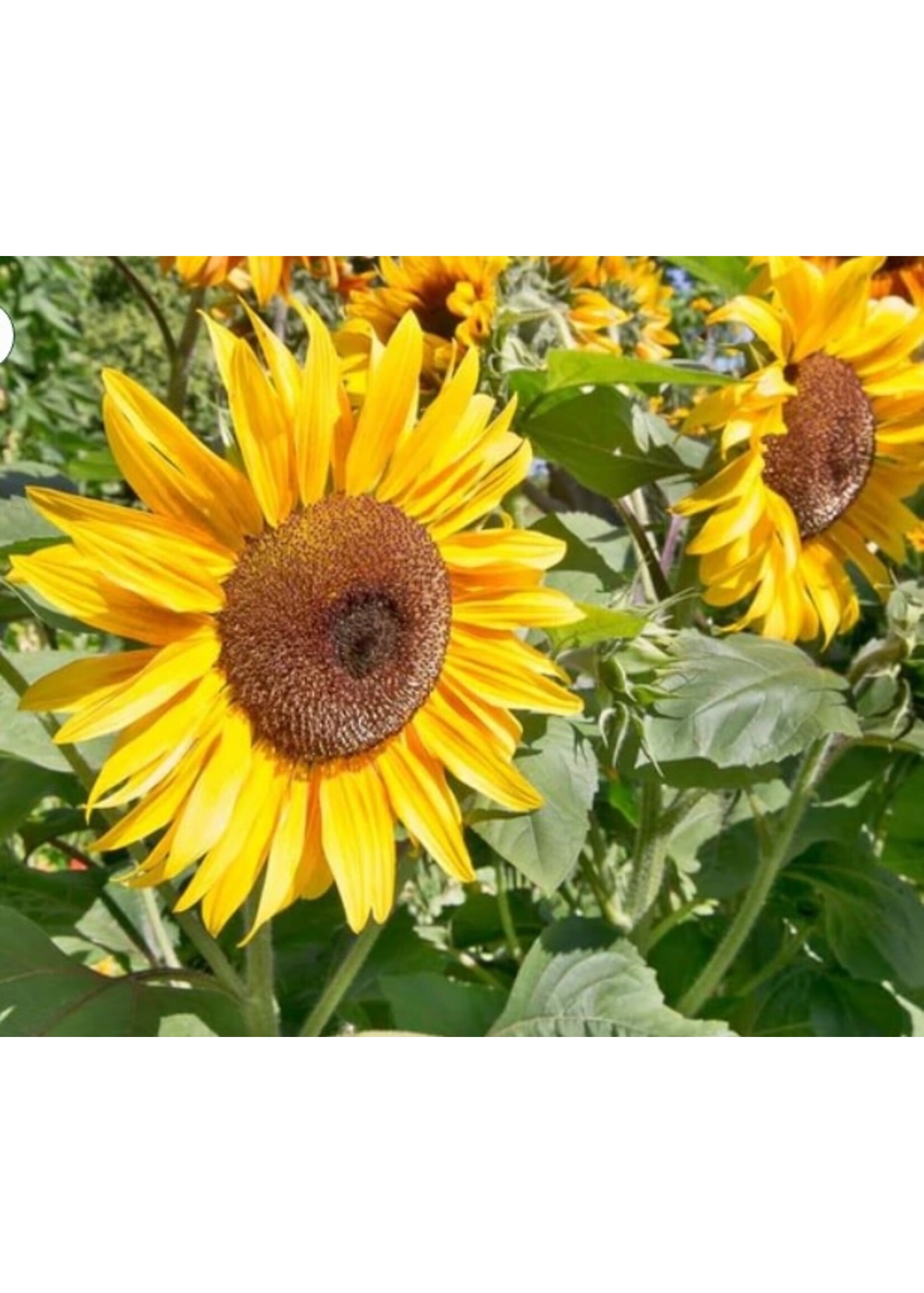 WestCoast Seeds Sunflower Peredovik Organic