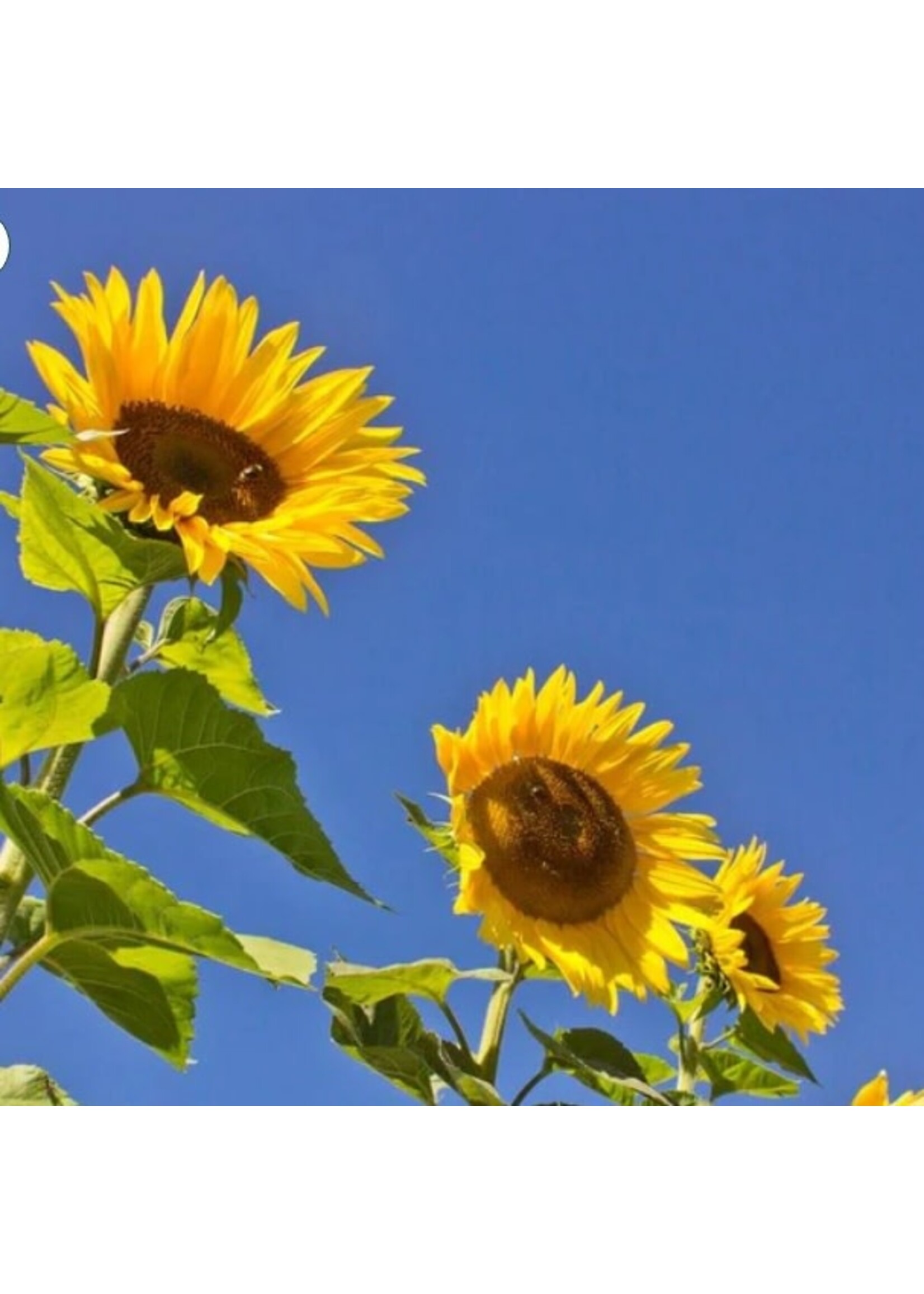 WestCoast Seeds Sunflower Peredovik Organic