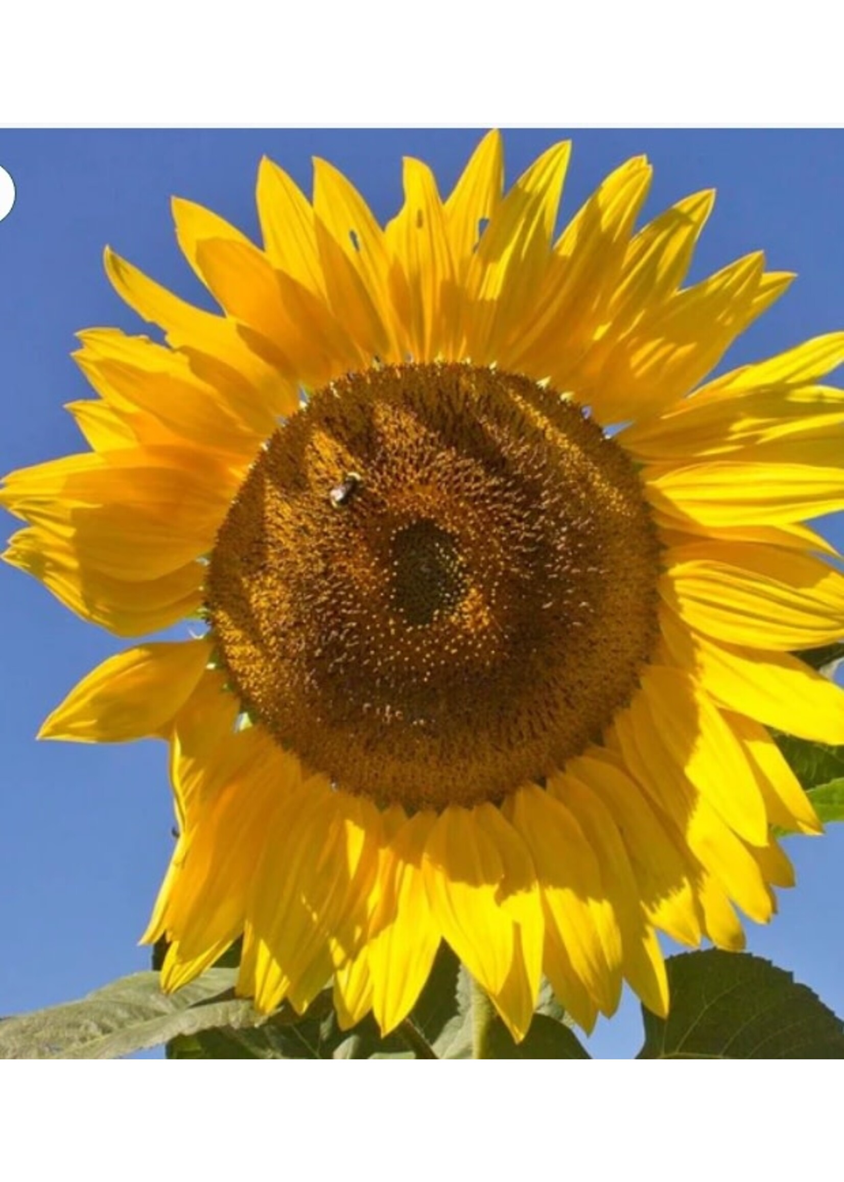 WestCoast Seeds Sunflower Peredovik Organic