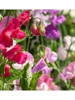 WestCoast Seeds Sweet Pea Butterfly Blend