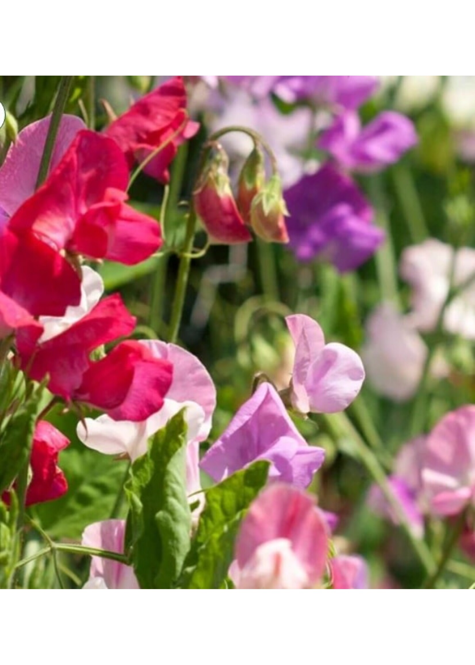 WestCoast Seeds Sweet Pea Butterfly Blend