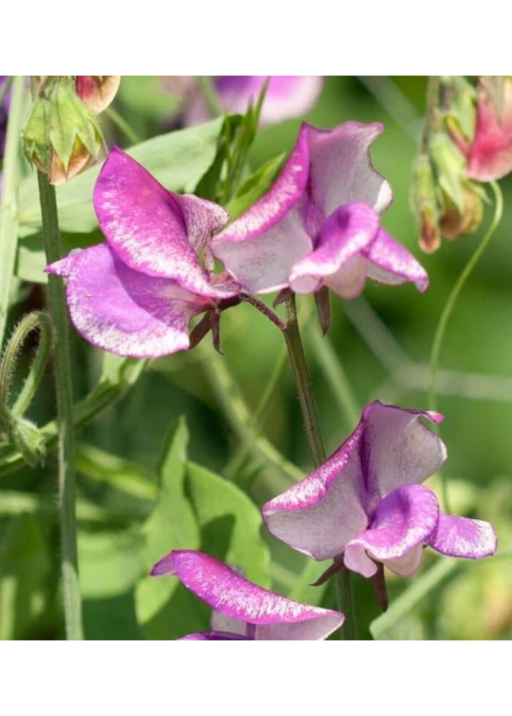 WestCoast Seeds Sweet Pea Butterfly Blend