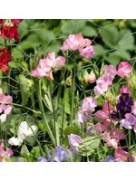 WestCoast Seeds Sweet Pea Royal Family Blend