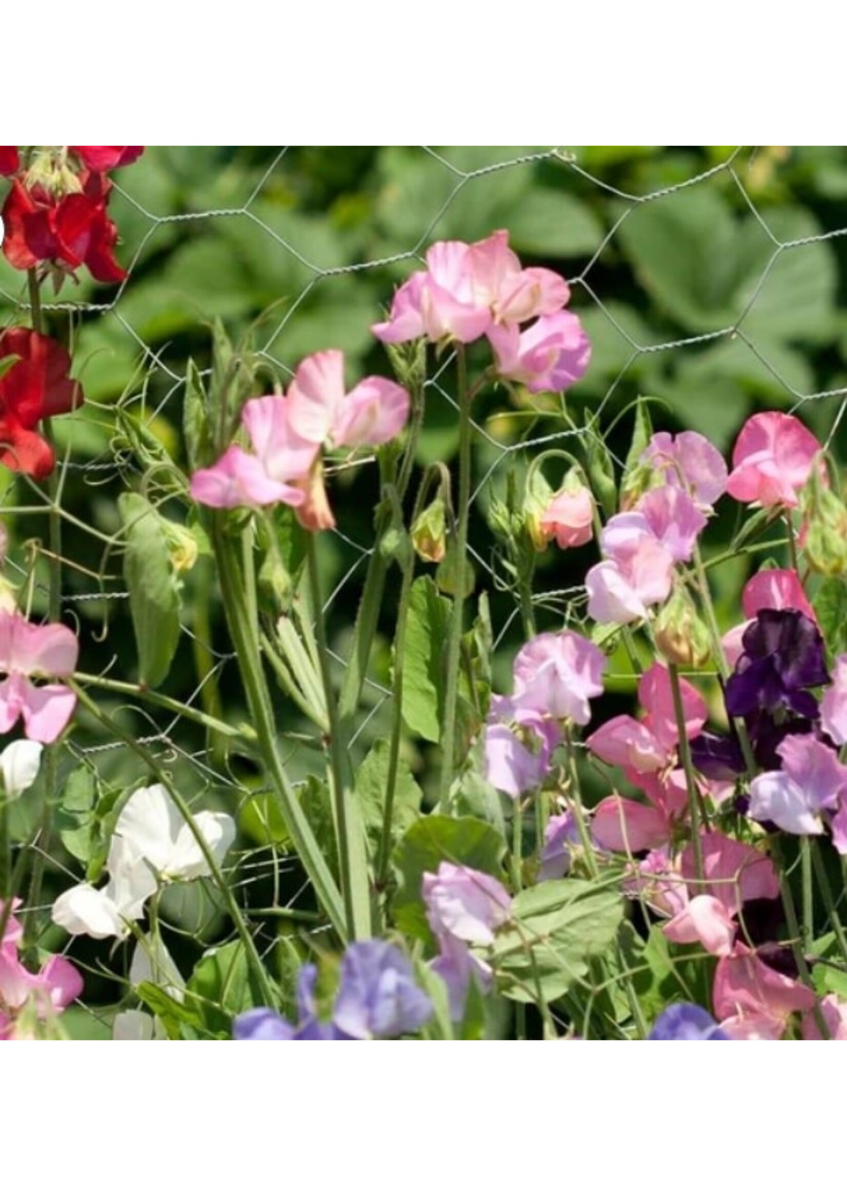 WestCoast Seeds Sweet Pea Royal Family Blend