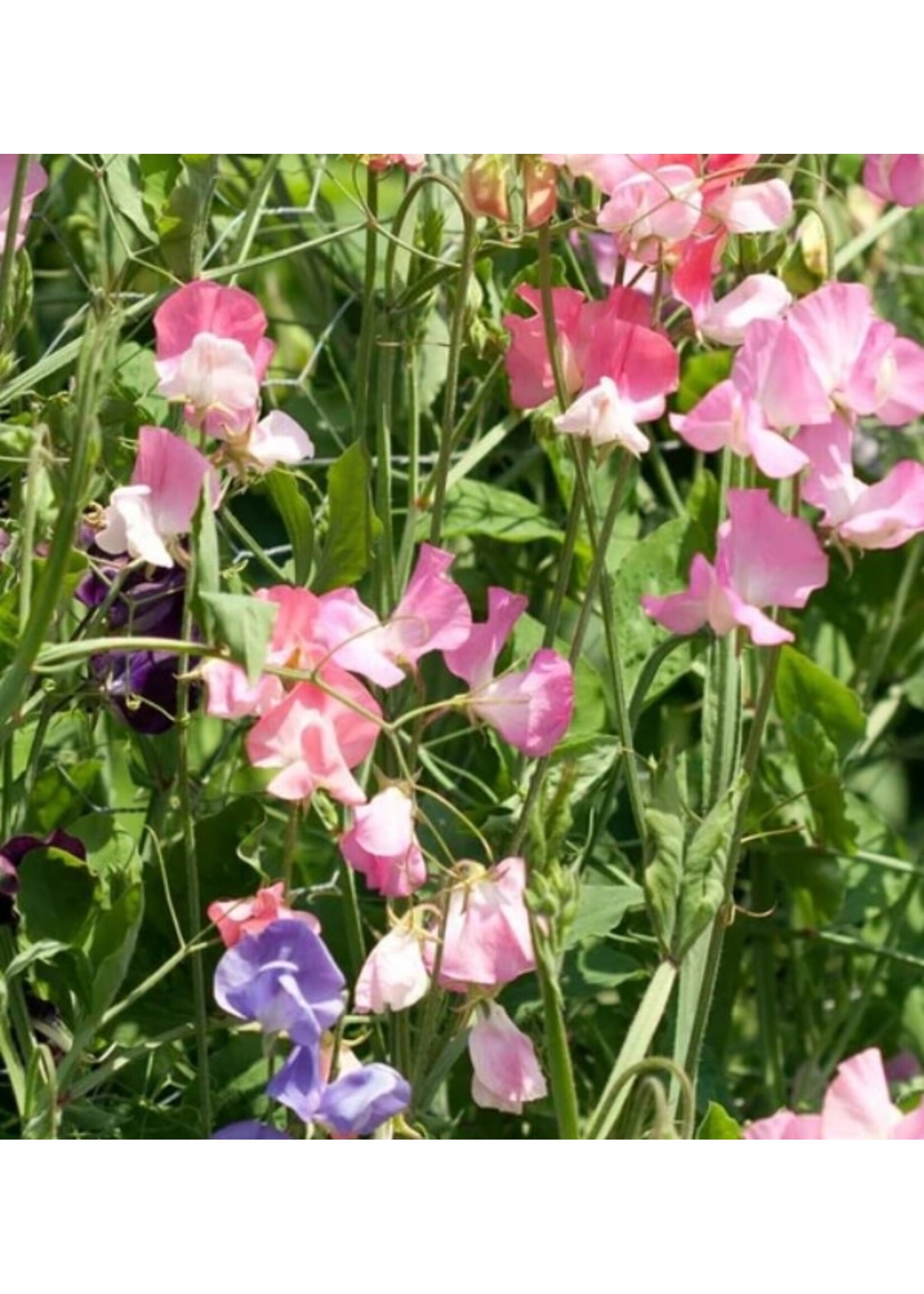 WestCoast Seeds Sweet Pea Royal Family Blend