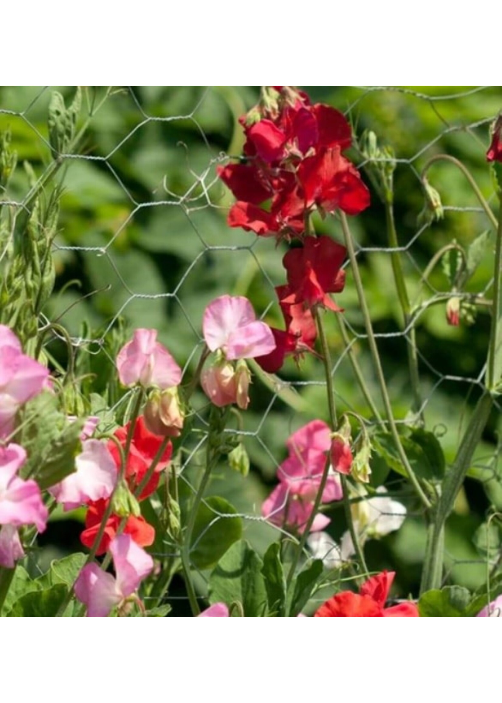 WestCoast Seeds Sweet Pea Royal Family Blend