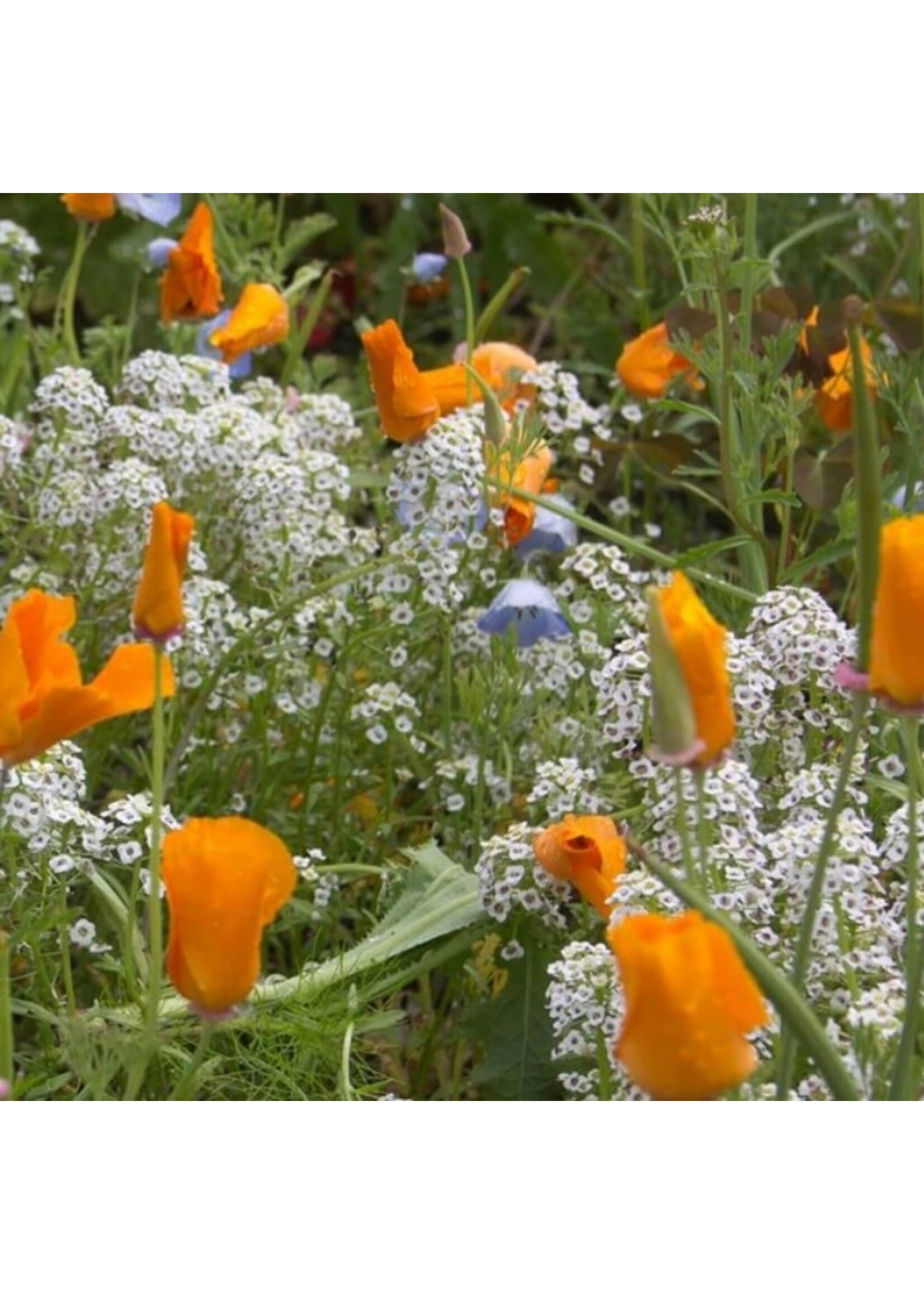 WestCoast Seeds Wild Flower Beneficial Insect Blend