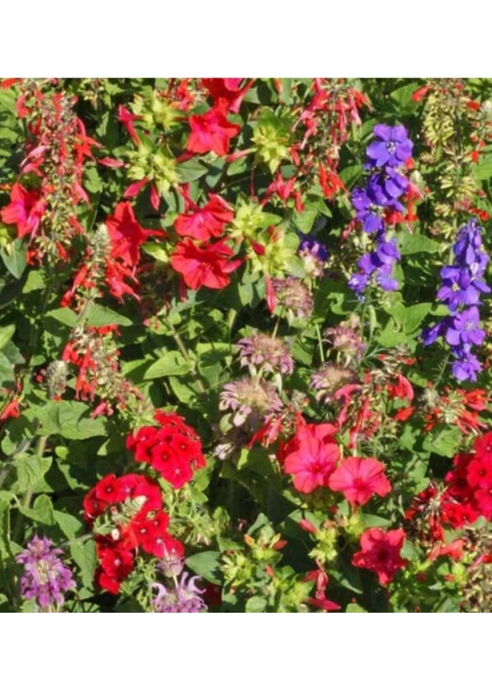 WestCoast Seeds Wild Flowers Hummingbird Blend