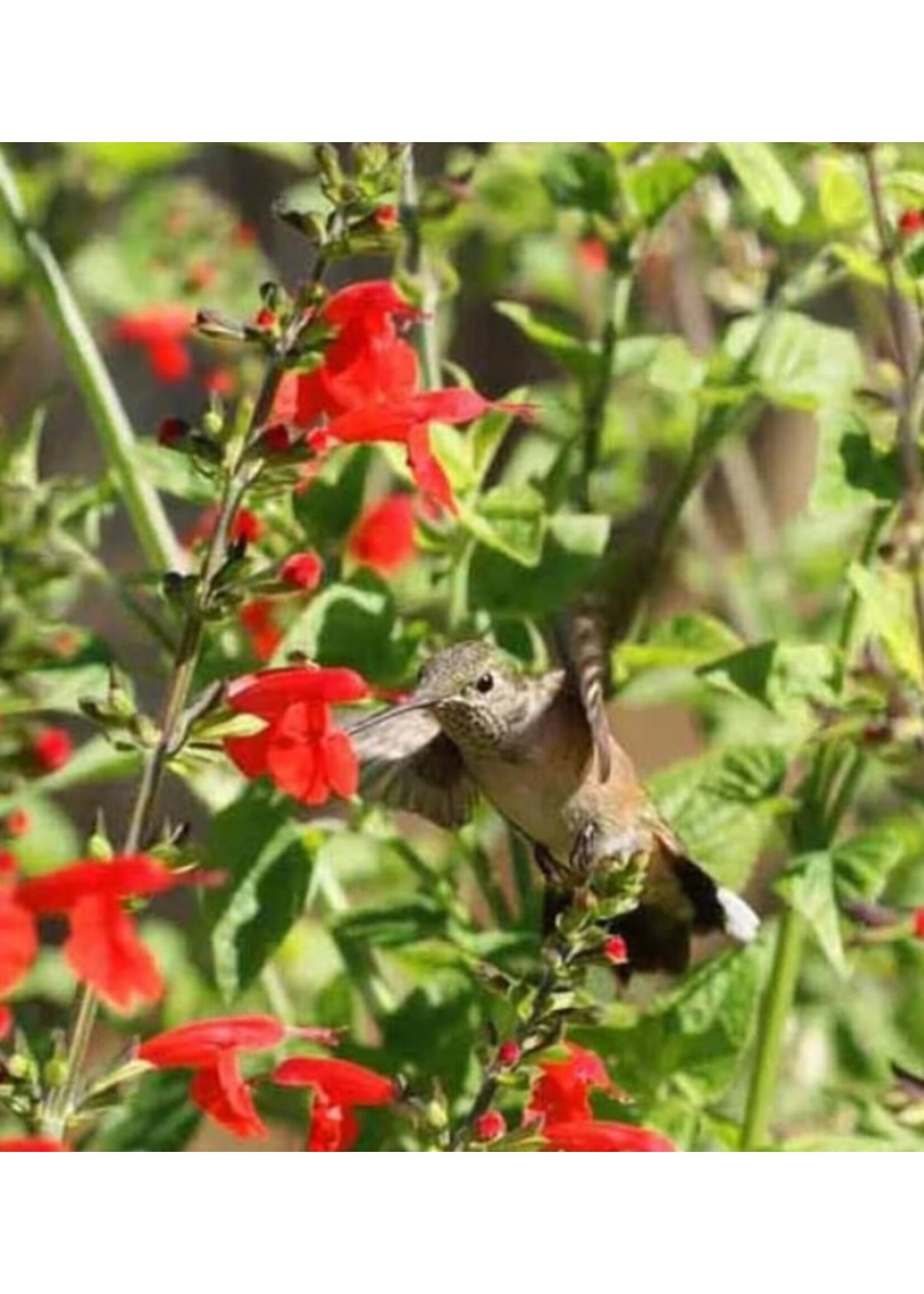 WestCoast Seeds Wild Flowers Hummingbird Blend