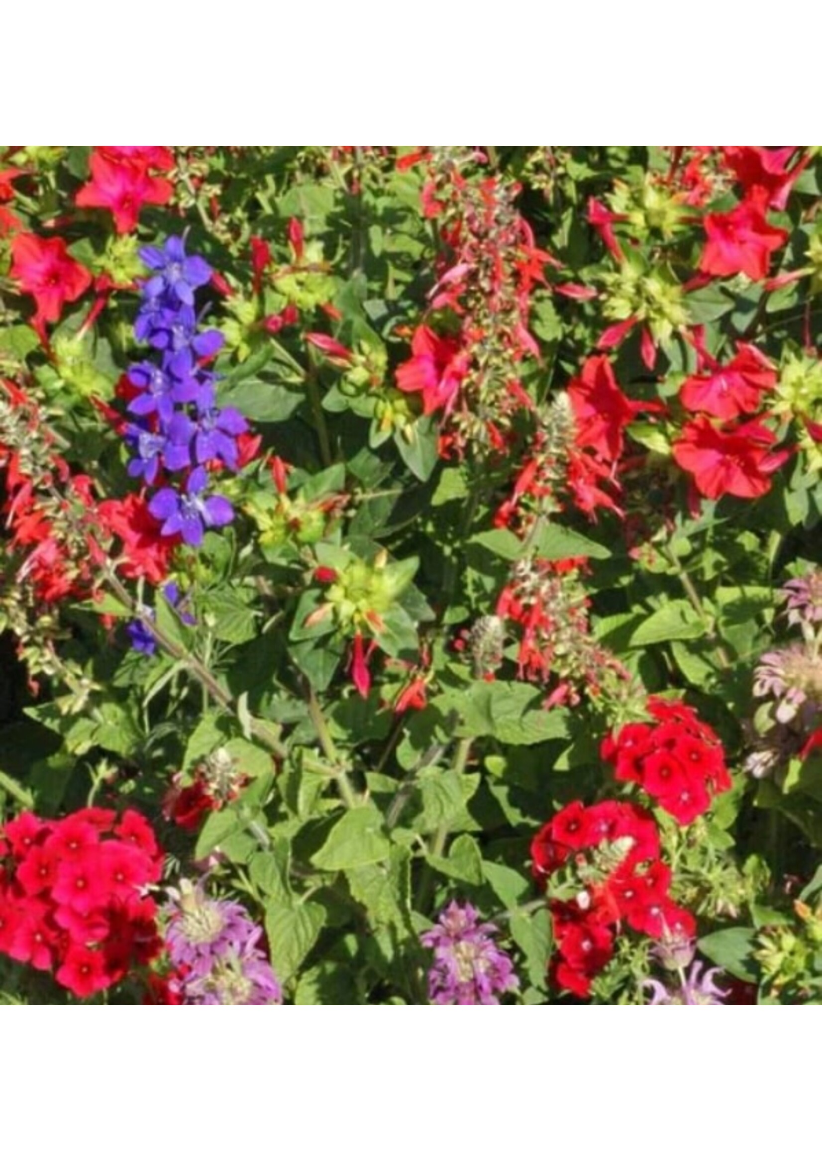 WestCoast Seeds Wild Flowers Hummingbird Blend