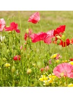 WestCoast Seeds Wild Flower Bee Garden Blend