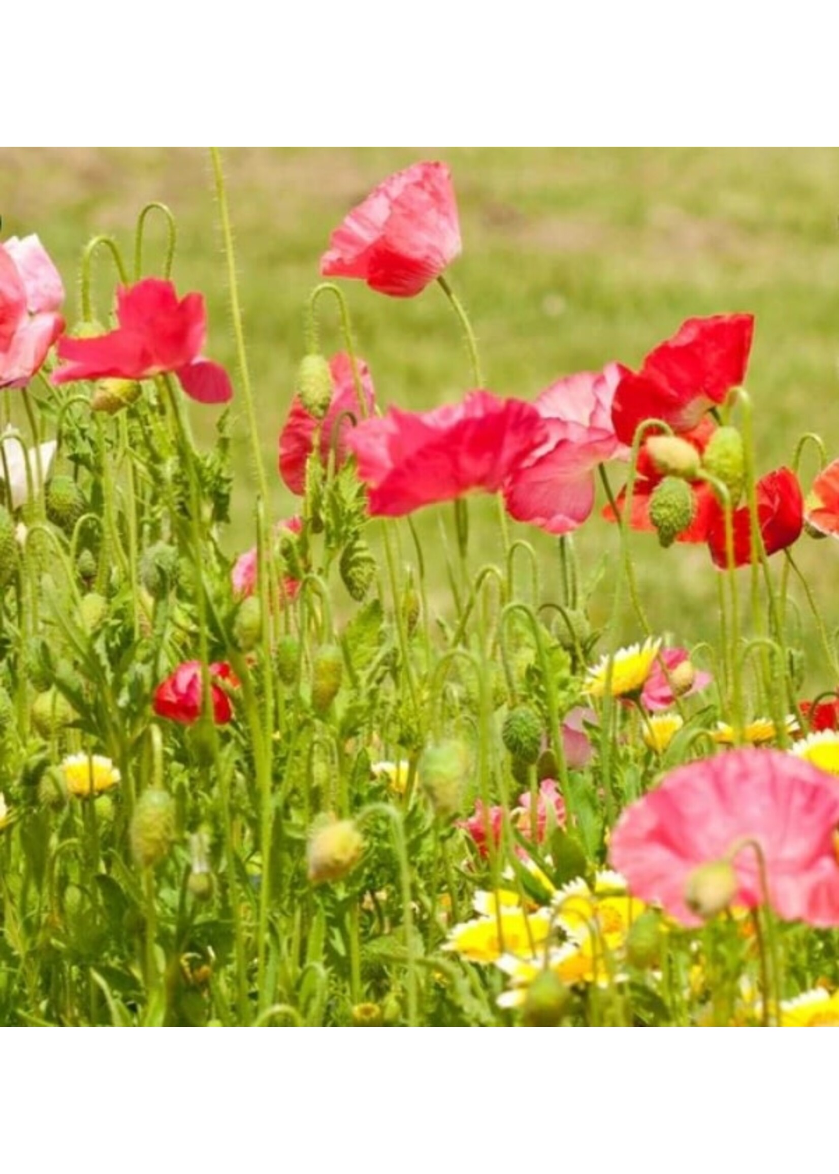WestCoast Seeds Wild Flower Bee Garden Blend